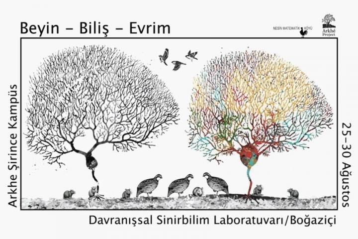 Brain, Cognition and Evolution