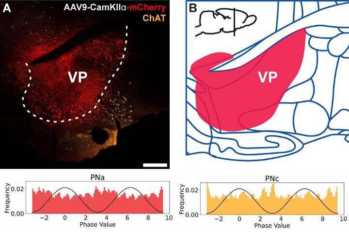 Congrats to Tuğçe & Cem, and thanks to Nair Lab!