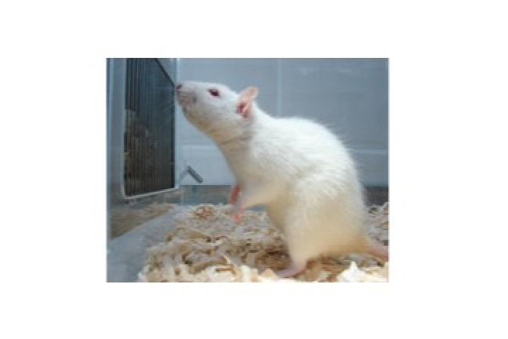 Low cognitive competence as a vulnerability factor for behavioral despair